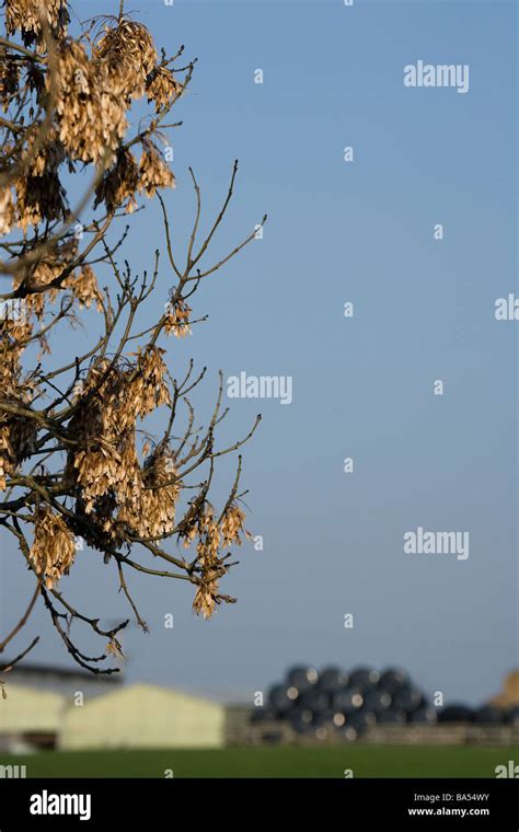 Ash tree seeds Stock Photo - Alamy