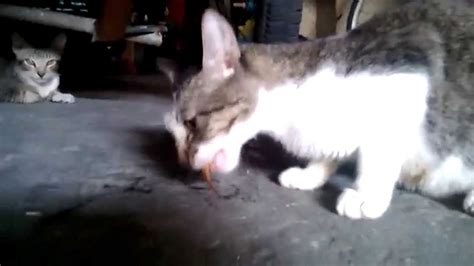 My cat eats dead goldfish - YouTube