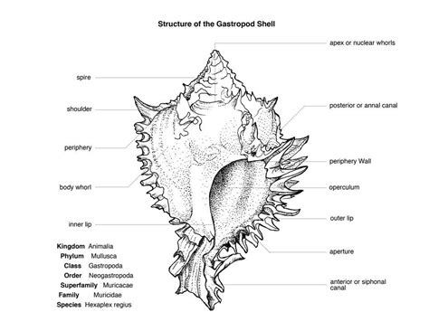 ADRIAN FARIA: Gastropod Structure | Sea shells, Whorl, Superfamily