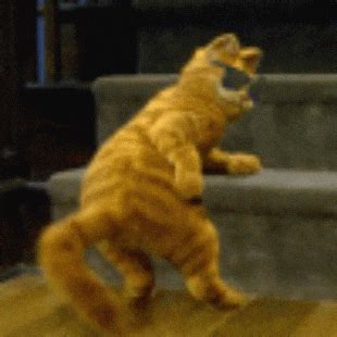 Cat Dancing GIFs - Find & Share on GIPHY