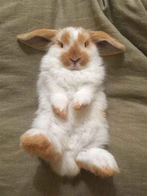 8 week old broken orange Holland Lop bunny rabbit. | Baby animals, Cute ...