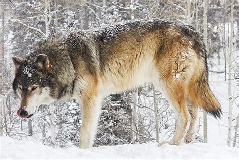 The 11 Largest Wolves in the World - HubPages