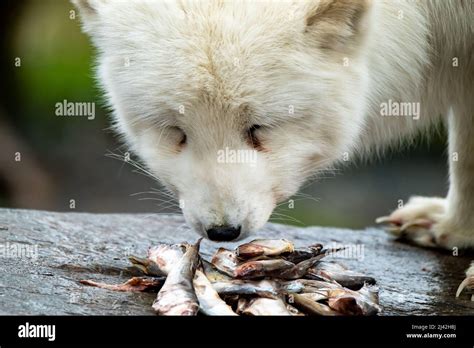 White arctic fox eating fish from a stone Stock Photo - Alamy