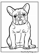 English Bulldog Coloring Pages  Home sketch template