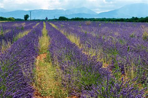 Lavender Fields in Southern France Stock Photo - Image of europe, farm: 264487918