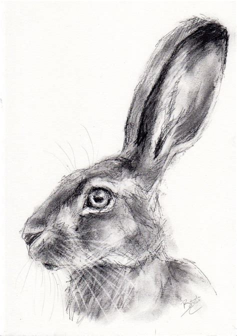 Original a4 #wildlife charcoal sketch of a hare #animal drawing by #belinda ellio, View m ...