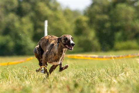 The Ultimate Guide to Fast CAT | Highland Canine Training