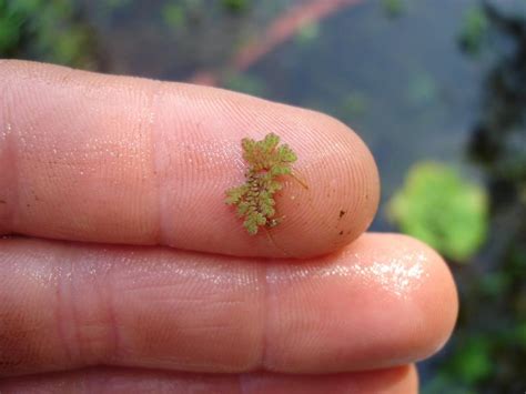 Mosquito Fern | Outdoor Alabama