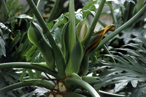 Flower spadix (Philodendron selloum) - Stock Image - B570/1690 ...