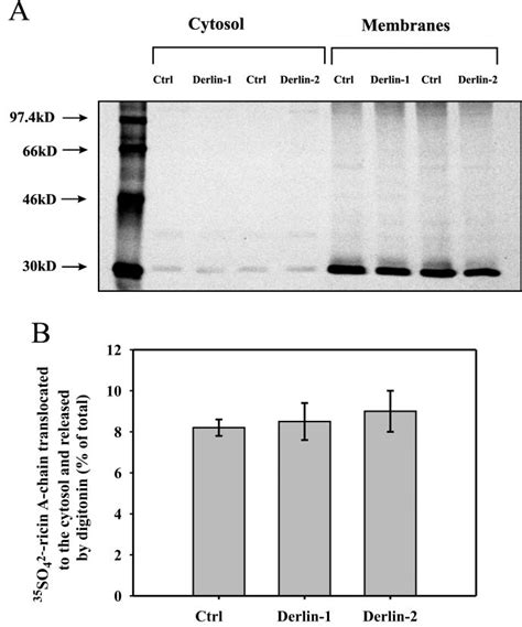 Retrotranslocation of ricin to the cytosol is not affected by dominant ...