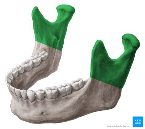 The mandible: Anatomy, structure, function | Kenhub