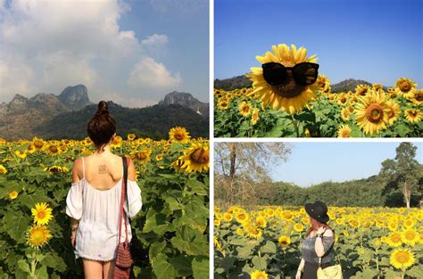 5 Instagram-Worthy Sunflower Fields You Should Visit Across Asia | Lifestyle | Rojak Daily