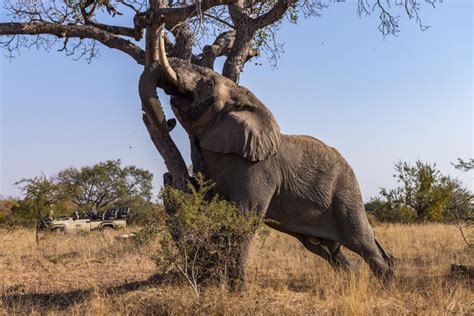 Inyati Game Lodge - One of the Good Guys | African Safari And Beach ...