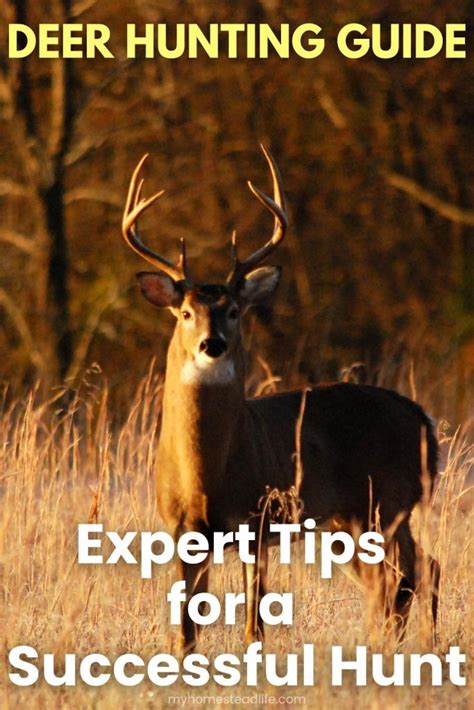 Deer Hunting Guide: Expert Tips for a Successful Hunt - My Homestead Life