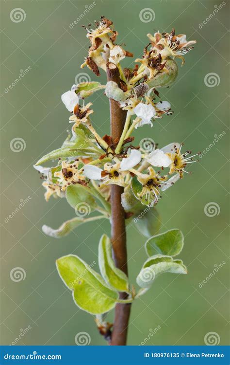 Pear Leaves with Leaf Curl, Taphrina Deformans, Disease. Branch of ...