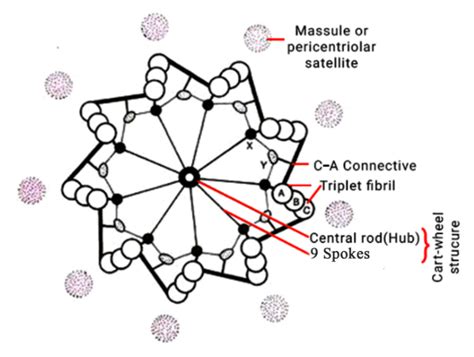 centrosome and centriole in biology: Definition, Types and Importance of centrosome and ...