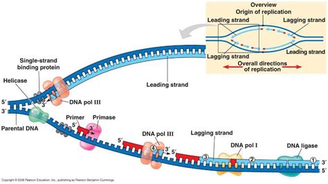 DNA Replication - Morgan Huetter's Bio 205 Study Guide