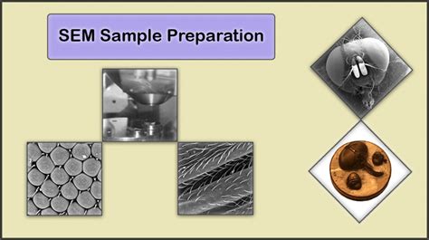 Sample Preparation | 4 SEM Sample Preparation Techniques