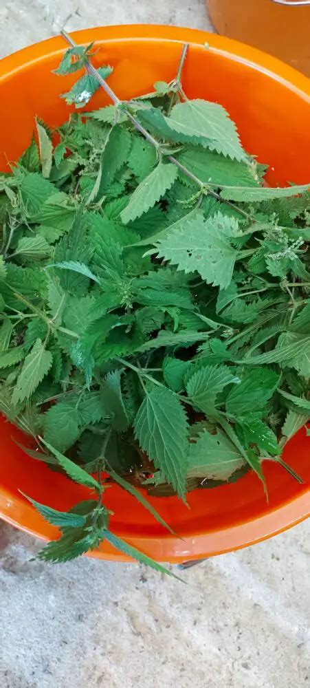 Tomato Nettle Fertilizer: Recipe, Preparation, and Application