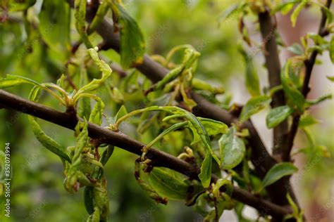 Plum leaf curl, a disease caused by aphids that causes curling of the ...