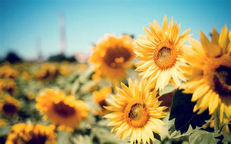 Happy Sunflowers Wallpapers - Wallpaper Cave