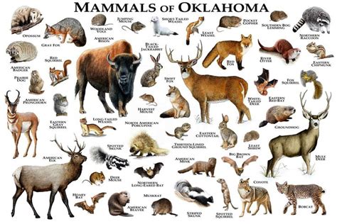 Mammals of Oklahoma Poster Print / Oklahoma Mammals Field Guide ...