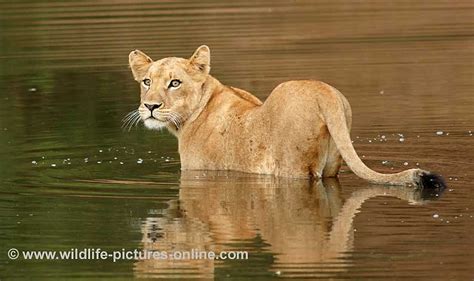 Brave young lioness swims river