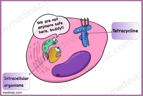 Tetracycline Antibiotics: Uses, mechanism of action, side-effects - Medinaz