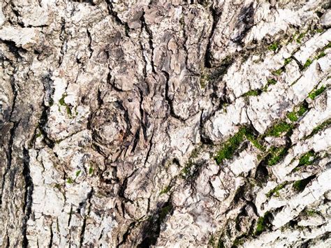 Bark of an old walnut tree stock image. Image of nature - 135178719