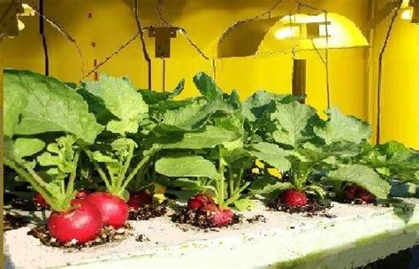 Growing Beets Hydroponically. Root crops such as beets can be successfully grown hydroponically ...