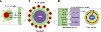 Frontiers | CD58 Immunobiology at a Glance