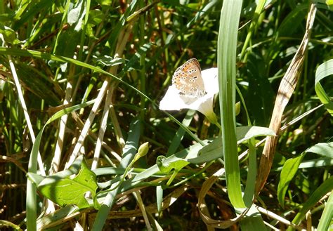 Kann jemand diese beiden Falter sicher bestimmen - Schmetterlinge (Lepidoptera) bestimmen - ACTIAS