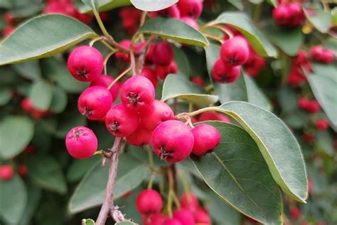 21 of the Best Cotoneaster Varieties | Gardener’s Path