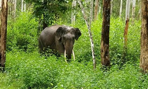 WAYANAD WILDLIFE SANCTUARY (2024) All You Need to Know BEFORE You Go ...