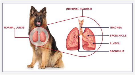 Aspiration (Or Inhalation) Pneumonia In Dogs - PetlifeCA