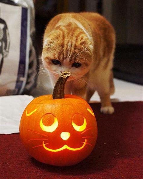 Cat-O-Lanterns: 30 Of The Greatest Halloween Cat Pumpkin Designs [PICTURES] - CatTime