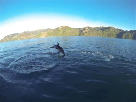 Dolphin Encounter (Kaikoura): All You Need to Know BEFORE You Go