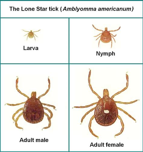 Southern Tick Associated Rash Illness (STARI) - American Lyme Disease ...