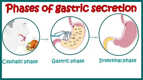 Phases of gastric secretion | Three phases (cephalic, gastric, and intestinal) of gastric ...