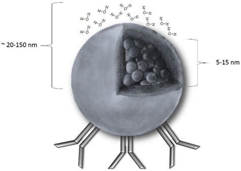 Materials | Free Full-Text | Superparamagnetic Iron Oxide Nanoparticles ...