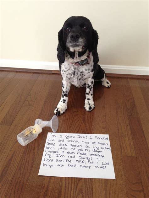 dogshame | Dog shaming, Funny dog memes, Dog shaming funny