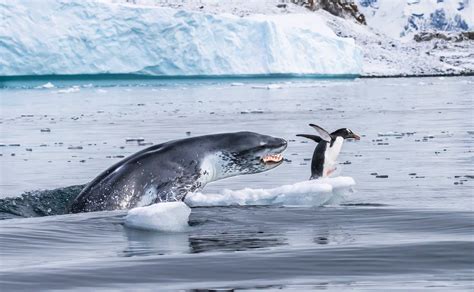 Wildlife photographer of the year – highly commended images National ...