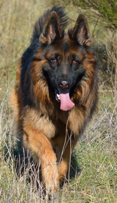 Difference between Alsatian and German Shepherd