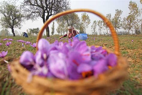 In pics: Saffron harvesting in Kashmir