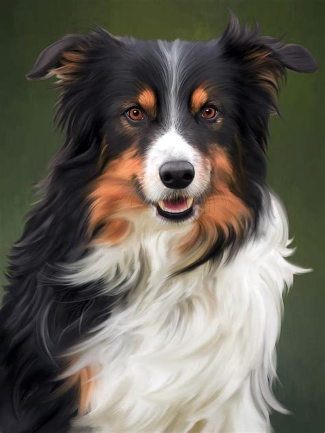 Tri Colored Border Collie Portrait Digital Art by SharaLee Art - Pixels