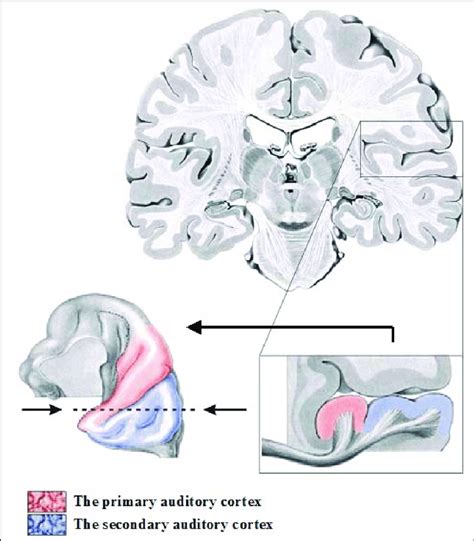 The primary and secondary auditory cortex (modified from Nieuwenhuys et ...