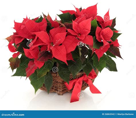 Poinsettia Flower Arrangement Stock Photo - Image of nature, decoration ...