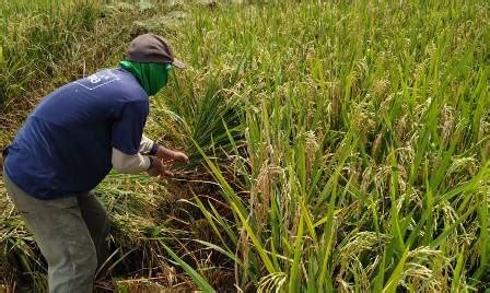 Panen Padi di Wado dan Darmaraja Sesuai Target - Kabupaten Sumedang