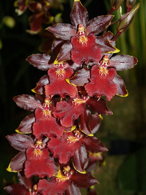 Colmanara Wildcat Bobcat an orchid | Orchids, Plants, Garden photos
