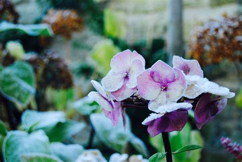 Morningside garden, frosted Hellebores, garden design by Carolyn Grohmann, Secret Gardens ...